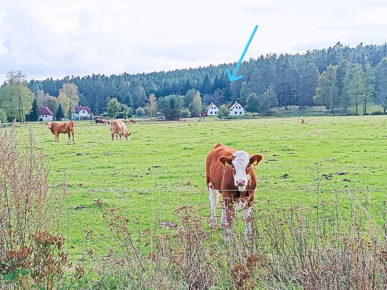 Klidna Lokalita Na Kraji Lesa, Cely Dum S Uschovnu Kol Villa Nova Bystrice Luaran gambar