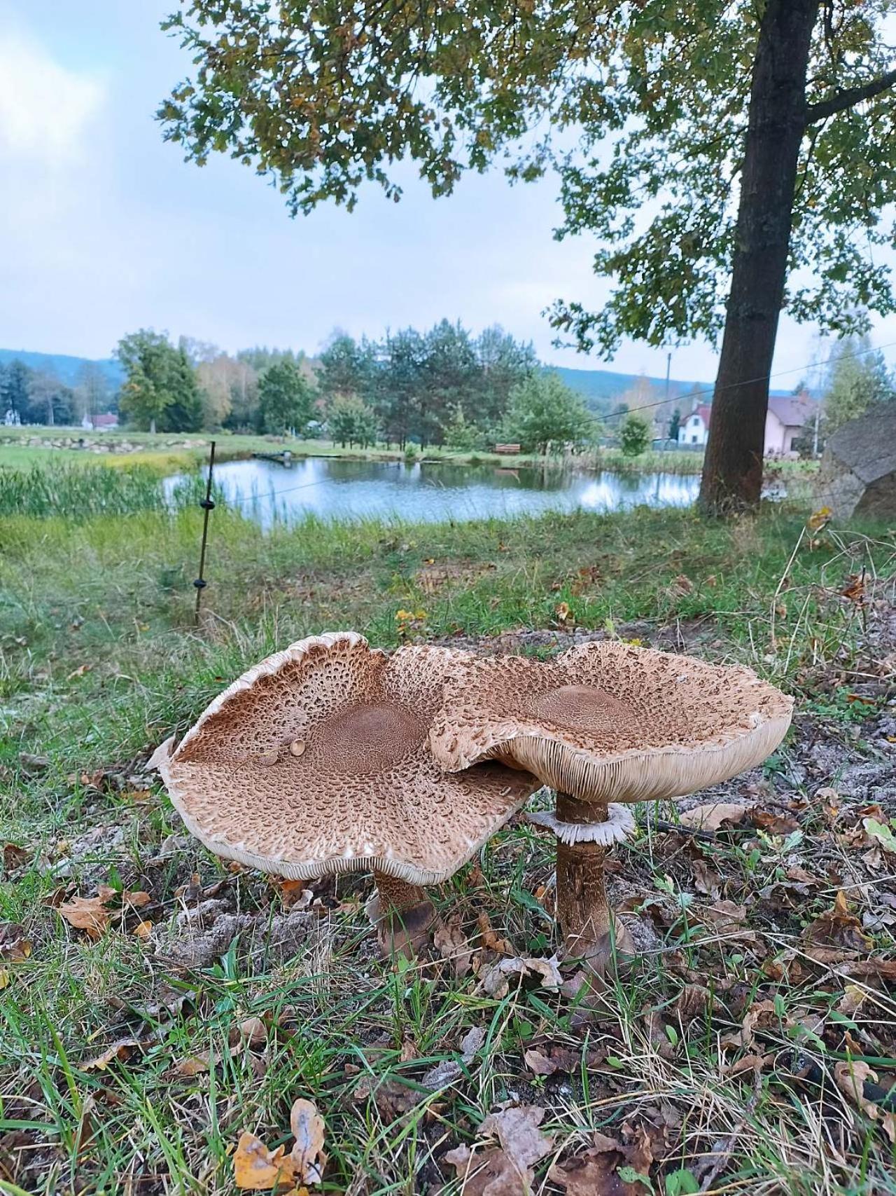 Klidna Lokalita Na Kraji Lesa, Cely Dum S Uschovnu Kol Villa Nova Bystrice Luaran gambar